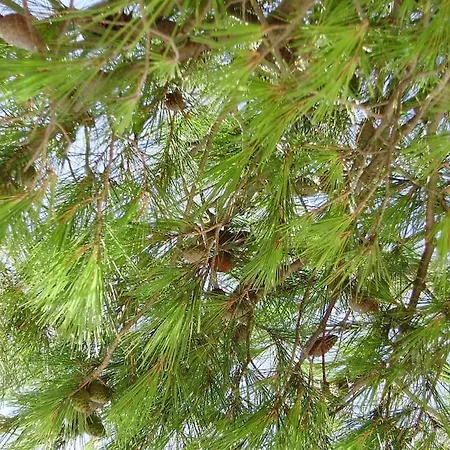 Zhouse - Your House * Petrcane